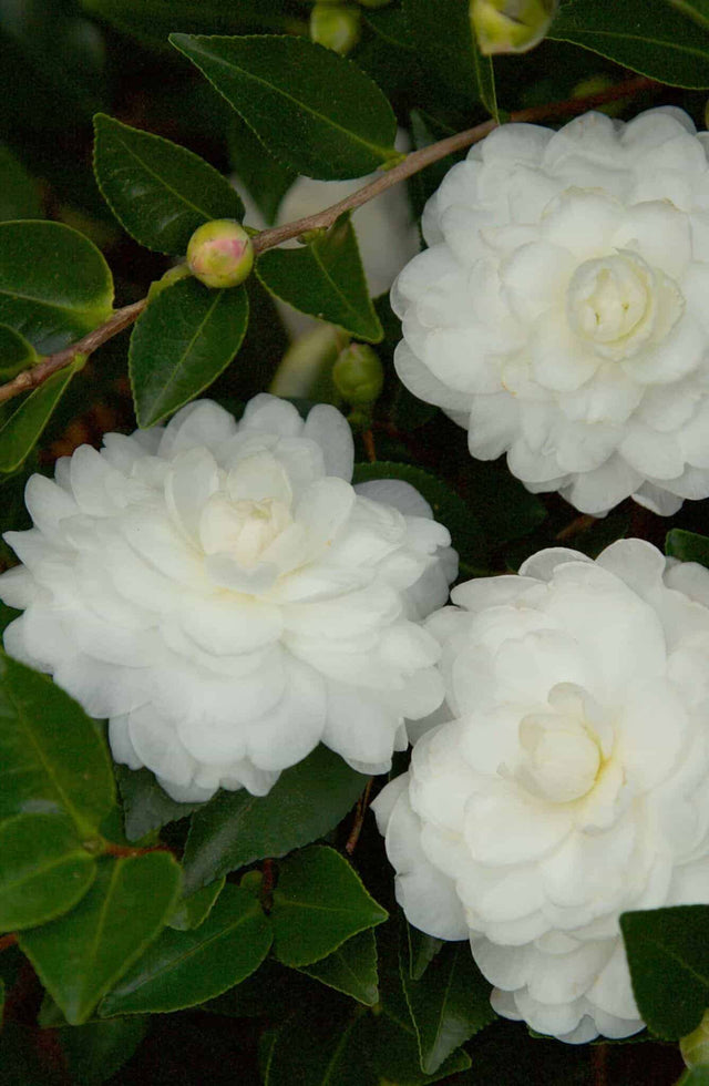 October Magic White Shi shi camellia white blooming camellia