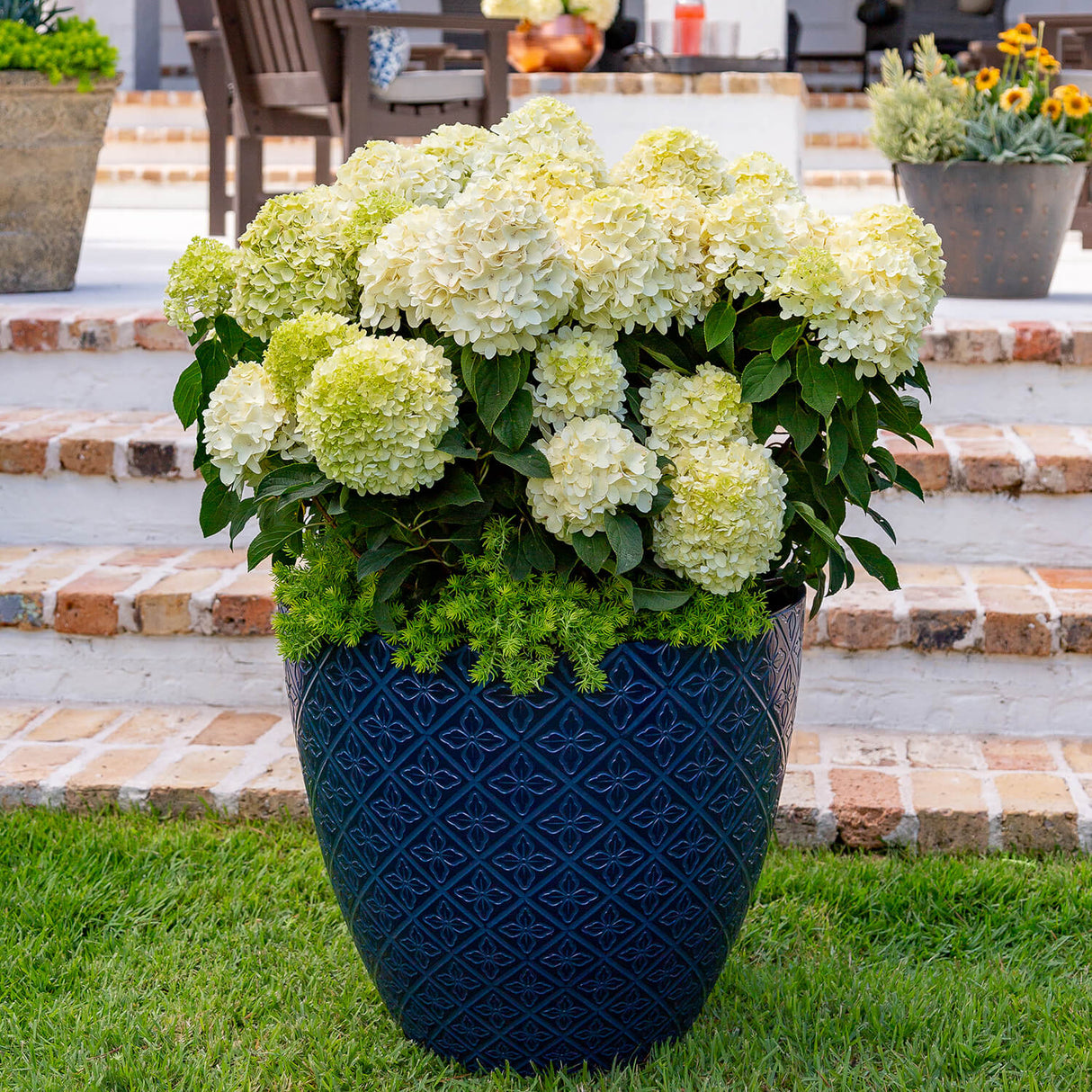 White Wedding Hydrangea planted in a blue deco container with white flowers