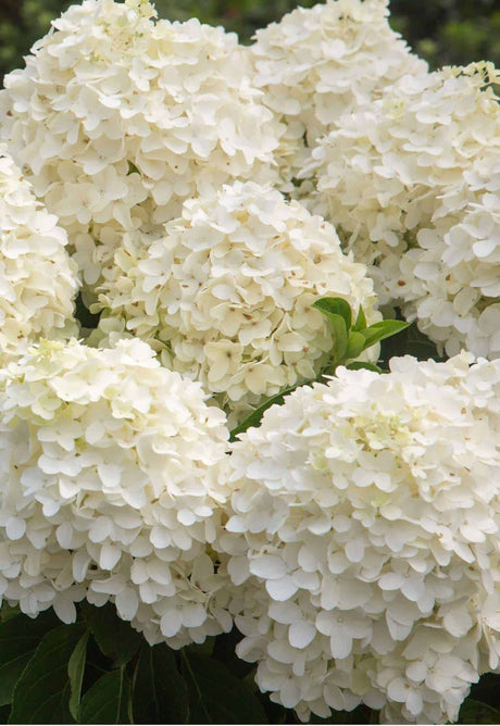 white blooms on white wedding hydrangeas. Hydrangea paniculata bloom in the summer