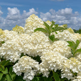 Closeup of White Wedding Hydrangea flowers for sale