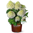 2 gallon White Wedding Hydrangea for sale with large white flowers and green foliage