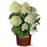 2 gallon White Wedding Hydrangea for sale with large white flowers and green foliage