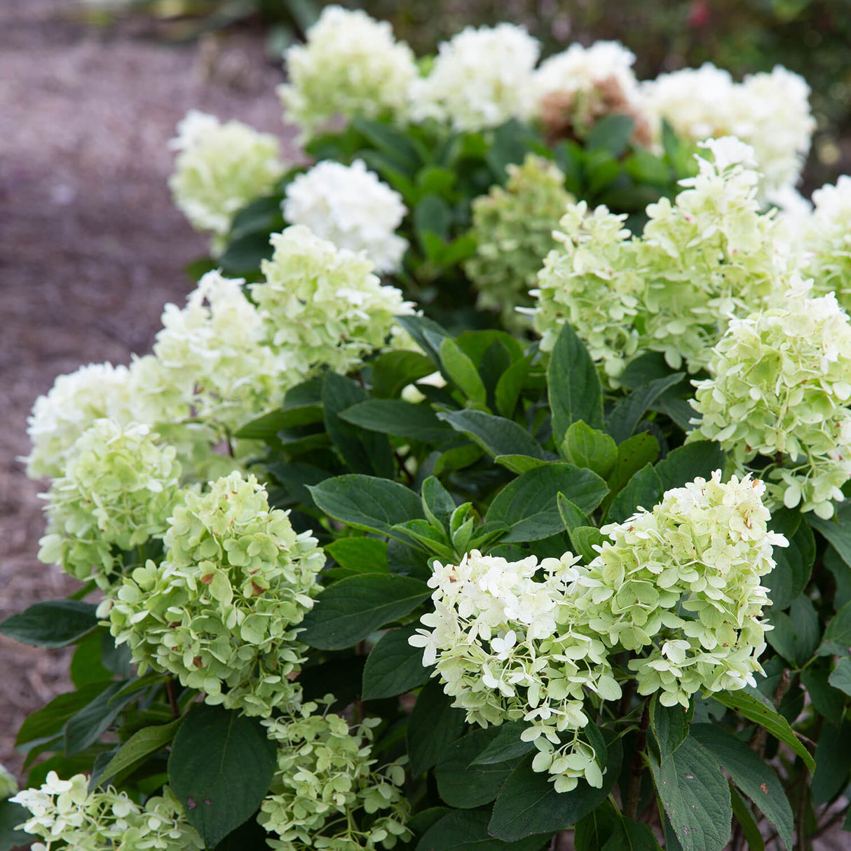 White Wedding Hydrangea planted in the landscape