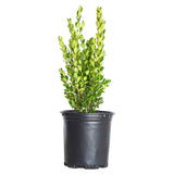 2.5 Quart Wintergreen boxwood plant for sale in a black container