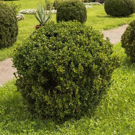 Wintergreen boxwood bush planted in the landscape next to a sidewalk