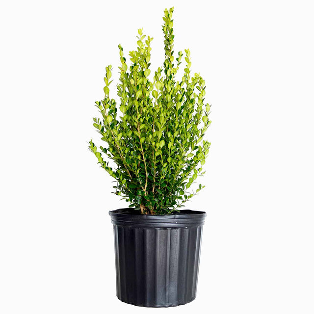 3 Gallon Wintergreen Boxwood for sale in a black container ready to ship