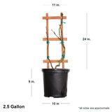 2.4 Gallon Amethyst Falls Wisteria vine dormant in black container showing dimensions. Each plant ships roughly 22-26" tall and 10-12" wide on a staked trellis.