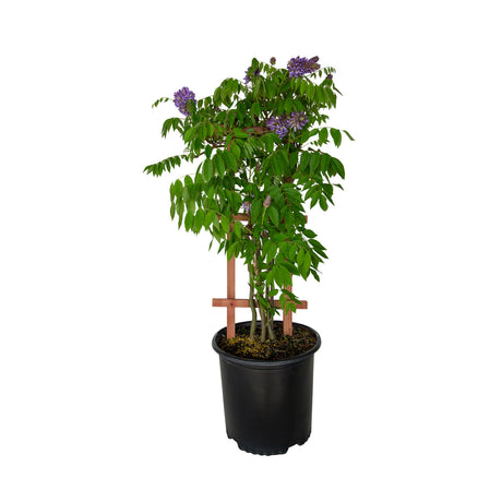 2.5 Gallon purple amethyst falls wisteria vine for sale with trellis and light purple flowers in a black nursery pot