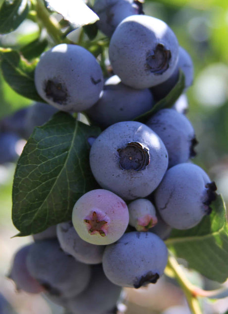 woodard rabbiteye blueberry bush fruit