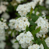  white blooming spiraea plant for sale online 