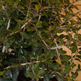 yaupon bordeaux holly for sale dense evergreen foliage