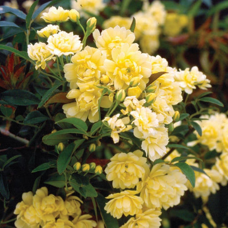 lady banks rose yellow double triple blooms on feathery green foliage