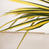 buy color guard yucca green yellow needle foliage for sale online