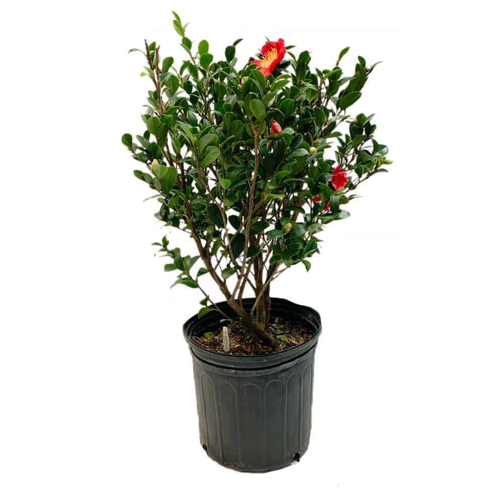 Yuletide camellia for sale with red flowers and evergreen foliage in a blackpot on a white background