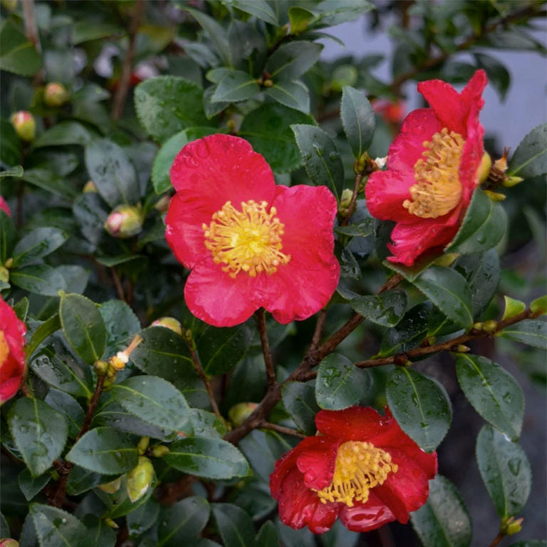 Yuletide Camellia with red blooms and deep green foliage