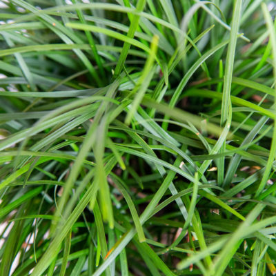 Mondo grass foliage up close
