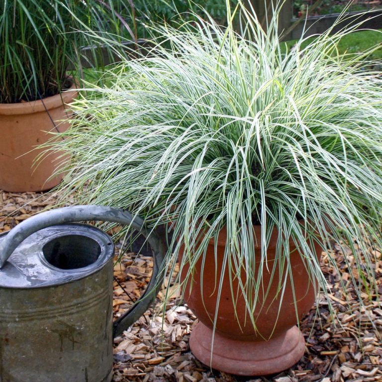 Everest carex variegated foliage in container