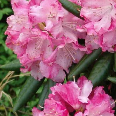 Southgate® Brandi Rhododendron