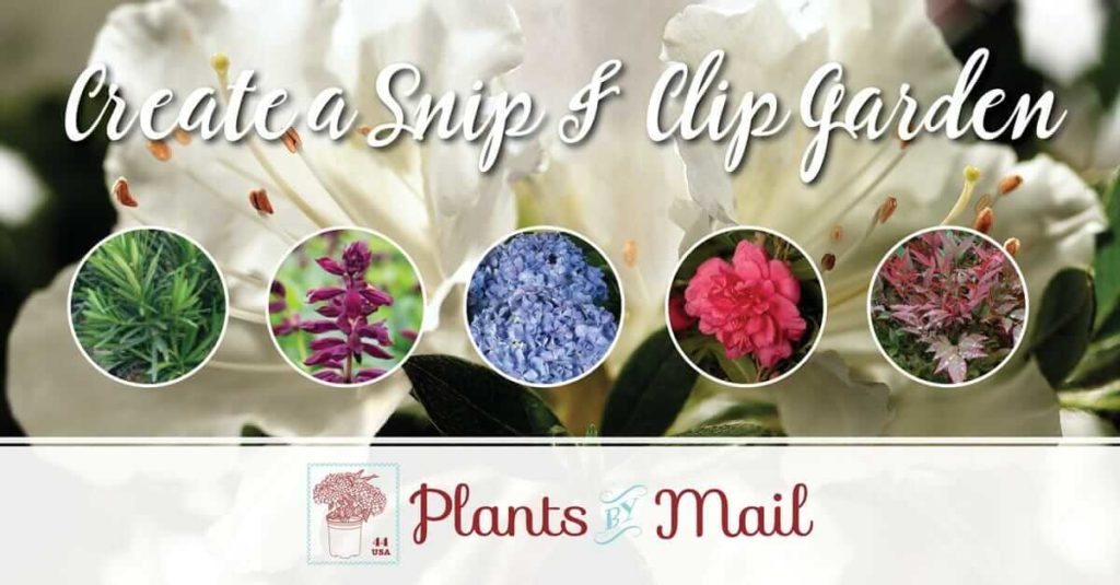 Create a clip and snip garden with these beautiful plants