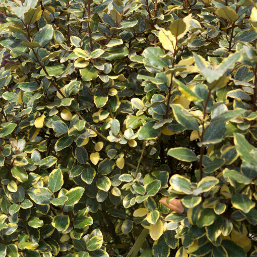 elaeagnus pungens shrub for privacy