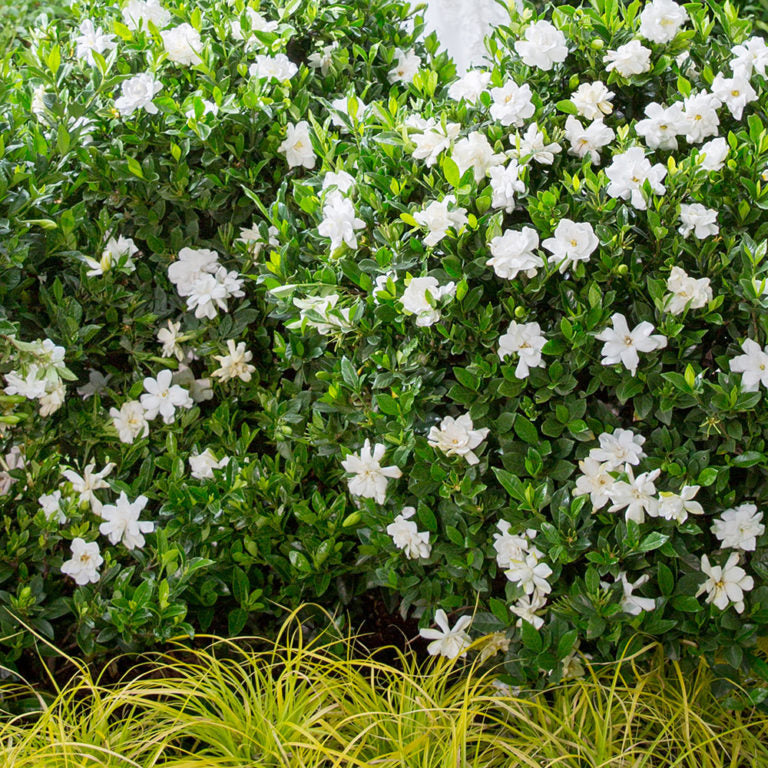 Jubilation Gardenia shrub in a hedge shape with white gardenia blooms in the landscape