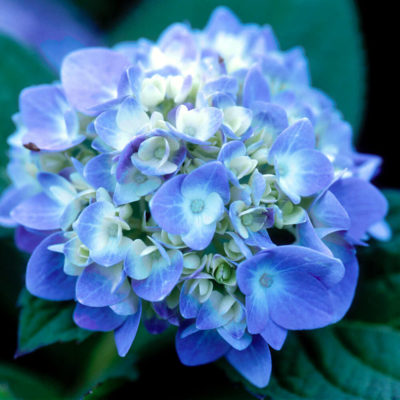 bigleaf hydrangea blue pink flowers zone 4-6
