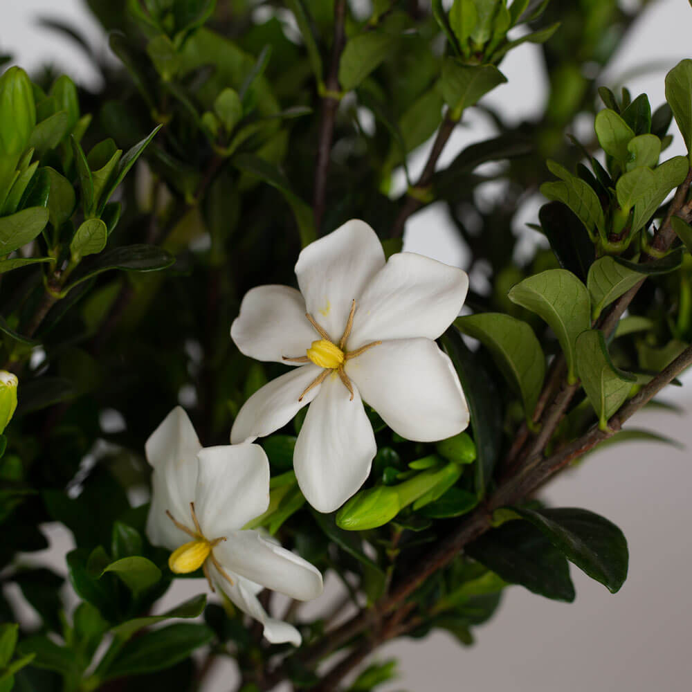 daisy gardenia flower white for sale online