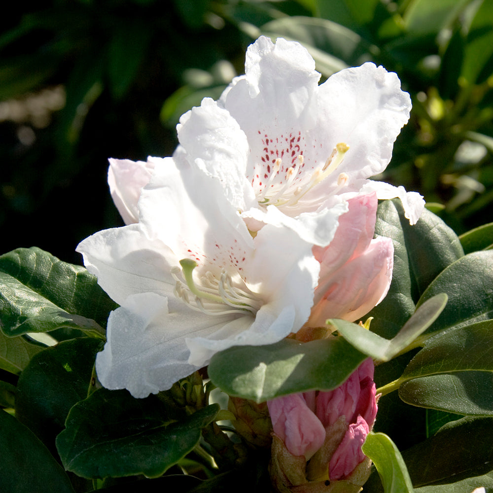 Divine Rhododendron bloom with white and pink