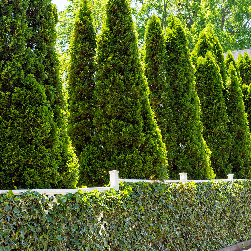 emerald green thuja in a hedge row for privacy shrub