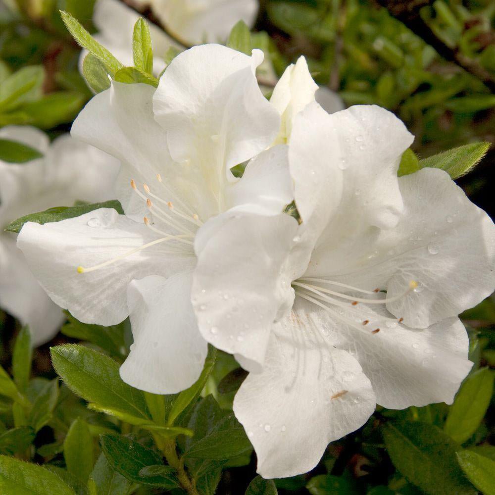 white azalea bush for sale online