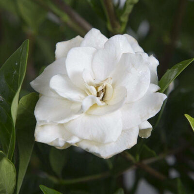 august beauty white gardenia flower for sale southern living