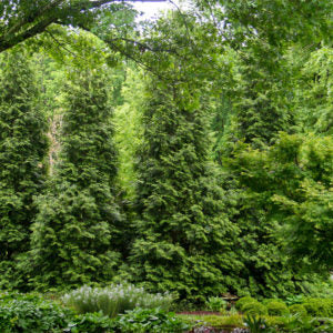Green giant arborvitae shaped as a privacy screen. Thuja