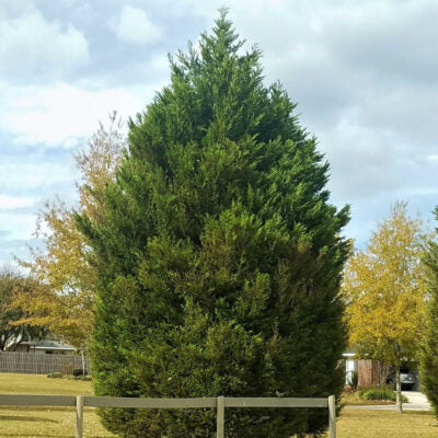 cyprus trees for sale leyland cypress variety picture