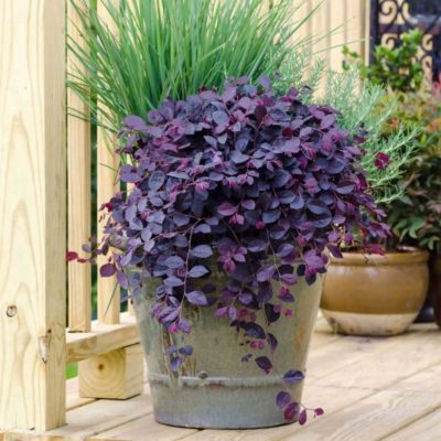 loropetalum chinese purple pixie container plant