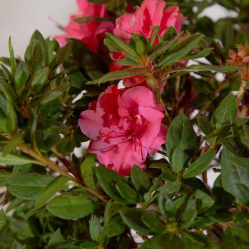 vibrant pink flower that rebloom all year evergreen foliage