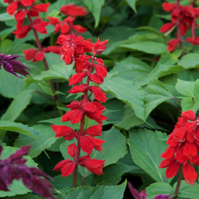 Salvia plant with red blooms and bright green foliage