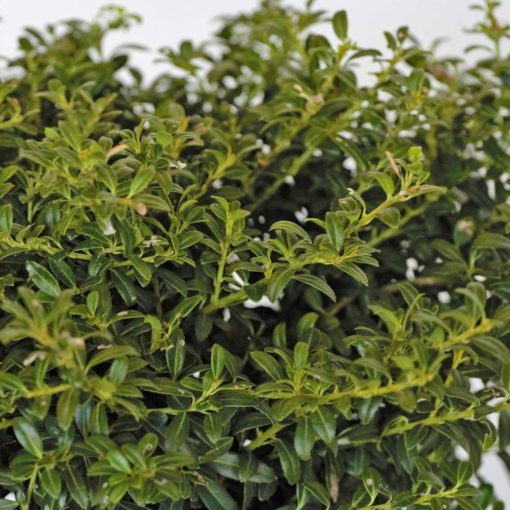 soft touch holly with small evergreen foliage on thin green stems