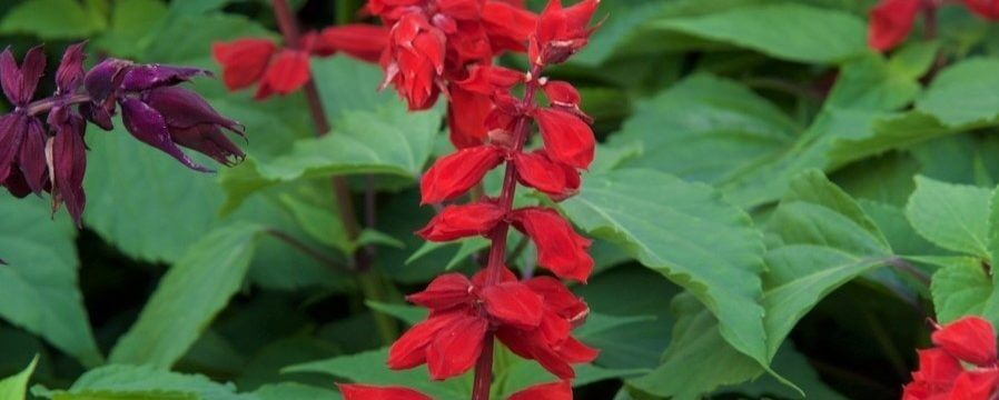 saucy red salvia flowering perennial with lush green foliage
