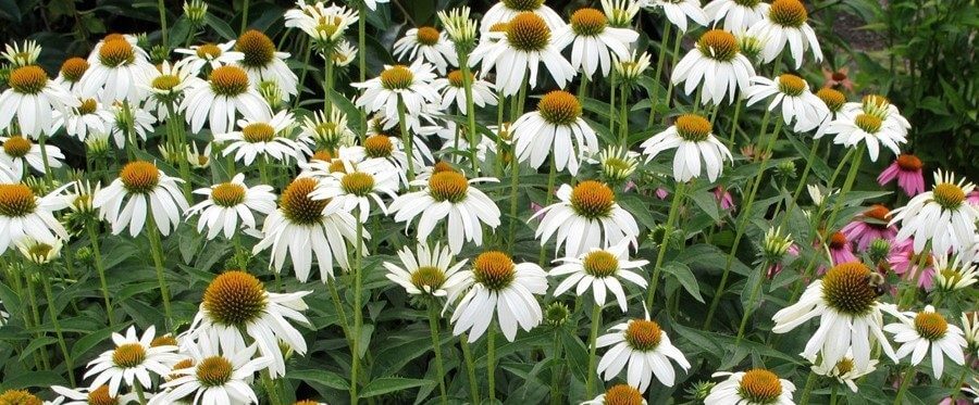 white echinacea cone flowers - perennial that flowers in the summer