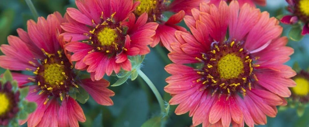 celebration gaillardia flowering perennial with bright orange-red flowers