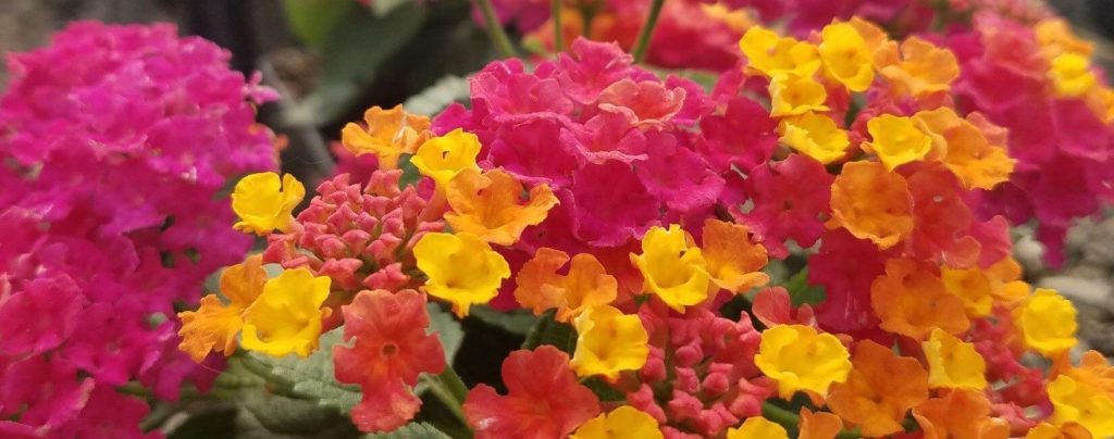 Lantana are flowering perennials with bright pink, red, and yellow bloom clusters