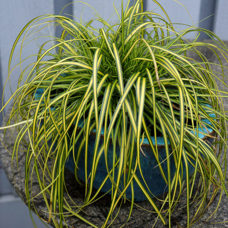 Eversheen Carex in a decorative patio container