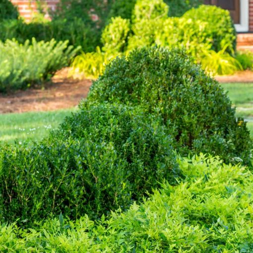 Baby Gem Boxwood in a landscape