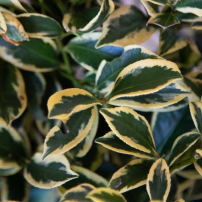 Variegated and serrated foliage of the Cleyera Romeo
