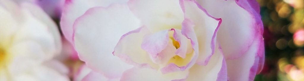 October Magic Inspiration Camellia Bloom