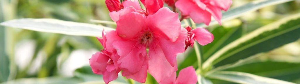 Twist of Pink Oleander from Southern Living Plants