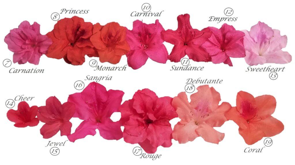 pink encore azalea color chart of the bloom variations 