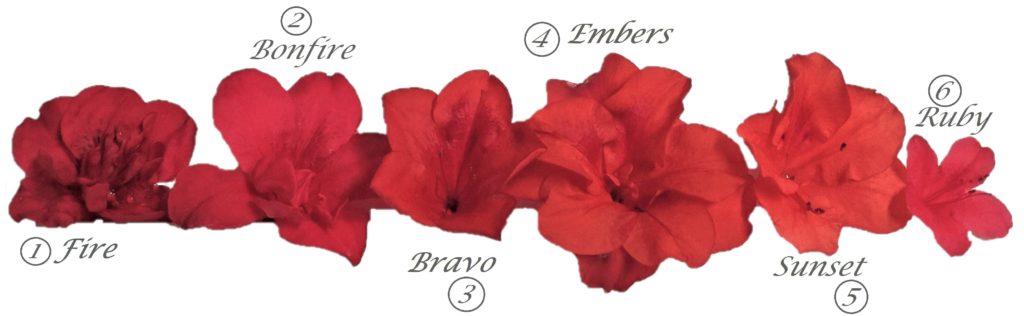 red encore colors chart of the flower types