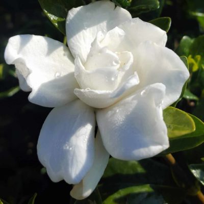 white bloom on radicans gardenia bushes