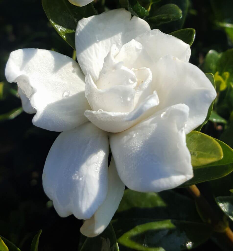 white bloom on radicans gardenia bushes